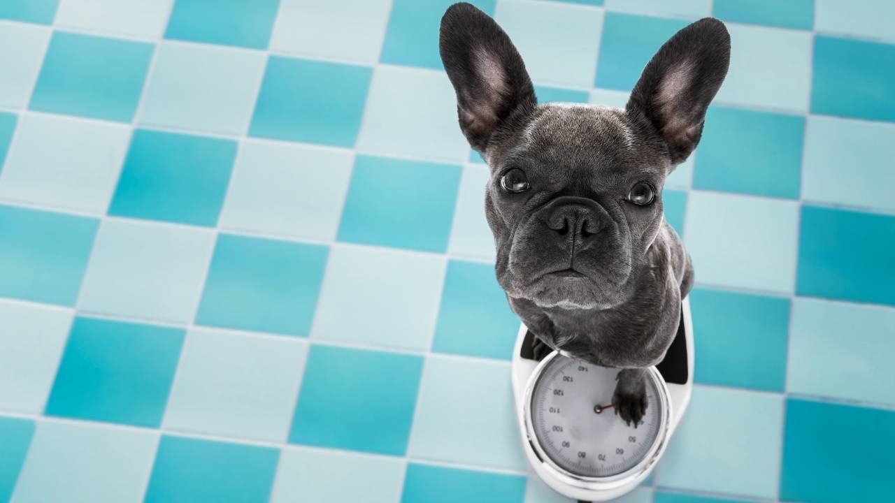 Does the pursuit of weight loss improve health? French bulldog on scales looking sad.